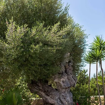 Villa Ca Na Vinya